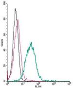 P2Y13 Receptor (extracellular) Polyclonal Antibody, FITC
