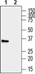 P2Y6 Receptor (extracellular) Antibody in Western Blot (WB)