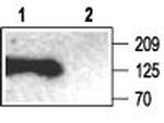 SAP102 Polyclonal Antibody