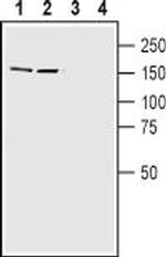 Caspr2 Antibody in Western Blot (WB)