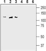 SAP-97/DLG1 Polyclonal Antibody