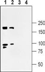 Shank3 Antibody in Western Blot (WB)