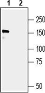 GRIP1 Polyclonal Antibody