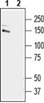GRIP1 Antibody in Western Blot (WB)