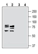 Cortactin Antibody in Western Blot (WB)