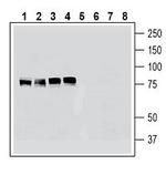 Cortactin Polyclonal Antibody