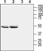 Homer2 Antibody in Western Blot (WB)
