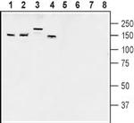 AKAP150 Polyclonal Antibody