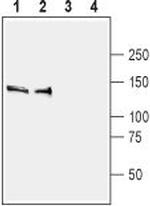 SynGAP Antibody in Western Blot (WB)
