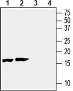 Beta-Synuclein Polyclonal Antibody