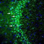 DLGAP1/GKAP Antibody in Immunohistochemistry (Frozen) (IHC (F))