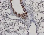 Aquaporin 8 Antibody in Immunohistochemistry (Paraffin) (IHC (P))