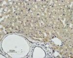 Aquaporin 9 Antibody in Immunohistochemistry (Paraffin) (IHC (P))