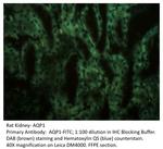 Aquaporin 1 Polyclonal Antibody, FITC
