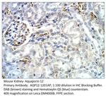 Aquaporin 12 Polyclonal Antibody