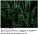 Aquaporin 12 Antibody in Immunohistochemistry (IHC)