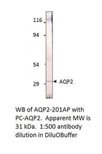 Aquaporin 2 Polyclonal Antibody