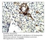 Aquaporin 4 Antibody in Immunohistochemistry (IHC)