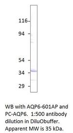 Aquaporin 6 Polyclonal Antibody