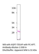 Aquaporin 7 Polyclonal Antibody
