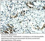 Aquaporin 8 Polyclonal Antibody