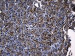 AQP8 Antibody in Immunohistochemistry (Paraffin) (IHC (P))