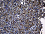 AQP8 Antibody in Immunohistochemistry (Paraffin) (IHC (P))