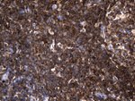AQP8 Antibody in Immunohistochemistry (Paraffin) (IHC (P))