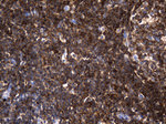 AQP8 Antibody in Immunohistochemistry (Paraffin) (IHC (P))
