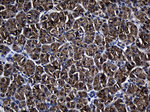 AQP8 Antibody in Immunohistochemistry (Paraffin) (IHC (P))