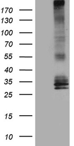AQP8 Antibody in Western Blot (WB)