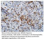 IBP160 Polyclonal Antibody