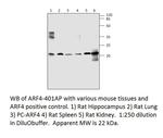 ARF4 Polyclonal Antibody