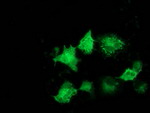 ARFGAP1 Antibody in Immunocytochemistry (ICC/IF)