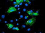 ARFGAP1 Antibody in Immunocytochemistry (ICC/IF)