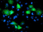 ARFGAP1 Antibody in Immunocytochemistry (ICC/IF)