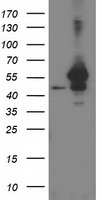 ARFGAP1 Antibody in Western Blot (WB)