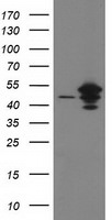 ARFGAP1 Antibody in Western Blot (WB)