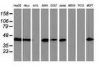 ARFGAP1 Antibody in Western Blot (WB)