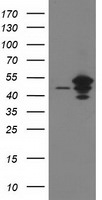 ARFGAP1 Antibody in Western Blot (WB)