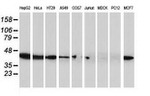 ARFGAP1 Antibody in Western Blot (WB)
