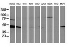 ARFGAP1 Antibody in Western Blot (WB)