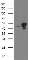ARFGAP1 Antibody in Western Blot (WB)