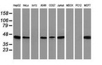 ARFGAP1 Antibody in Western Blot (WB)