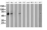 ARFGAP1 Antibody in Western Blot (WB)