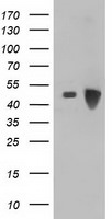 ARFGAP1 Antibody in Western Blot (WB)