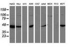 ARFGAP1 Antibody in Western Blot (WB)