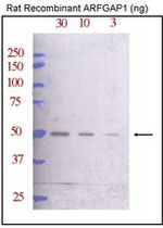 ARFGAP1 Antibody in Western Blot (WB)
