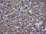 ARG1 Antibody in Immunohistochemistry (Paraffin) (IHC (P))