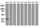 ARG1 Antibody in Western Blot (WB)